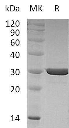 BL-0282NP: Greater than 95% as determined by reducing SDS-PAGE. (QC verified)
