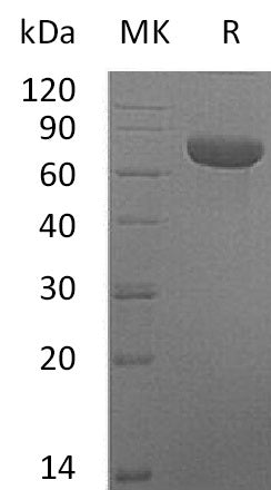 BL-0110NP: Greater than 95% as determined by reducing SDS-PAGE. (QC verified)Recombinant Mouse TSLP R Protein (C-Fc)