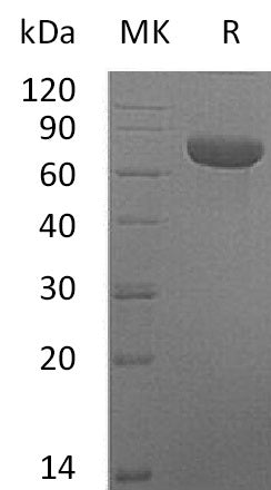 BL-0110NP: Greater than 95% as determined by reducing SDS-PAGE. (QC verified)