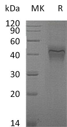 BL-0992NP: Greater than 95% as determined by reducing SDS-PAGE. (QC verified)Recombinant Mouse IFNGR1 Protein (C-6His)