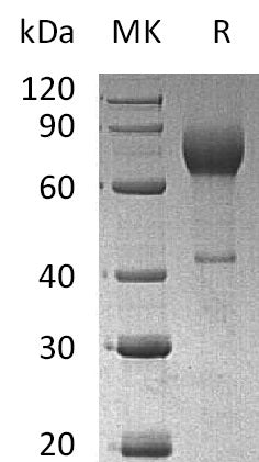 BL-0109NP: Greater than 95% as determined by reducing SDS-PAGE. (QC verified)Recombinant Mouse IL-2RA Protein (C-Fc)