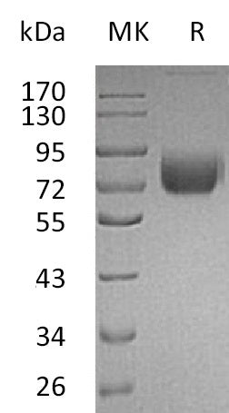 BL-0112NP: Greater than 95% as determined by reducing SDS-PAGE. (QC verified)Recombinant Mouse IFNGR1 Protein (C-Fc)