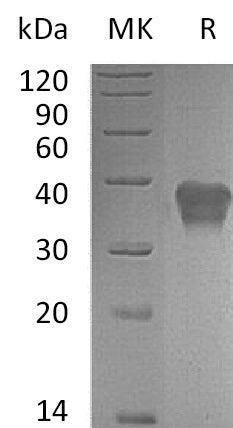 BL-0989NP: Greater than 95% as determined by reducing SDS-PAGE. (QC verified)Recombinant Mouse TSLP R Protein (C-6His)