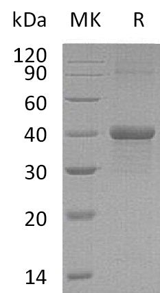 BL-1625NP: Greater than 95% as determined by reducing SDS-PAGE. (QC verified)