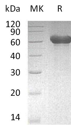 BL-0108NP: Greater than 95% as determined by reducing SDS-PAGE. (QC verified)