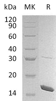 BL-1911NP: Greater than 95% as determined by reducing SDS-PAGE. (QC verified)
