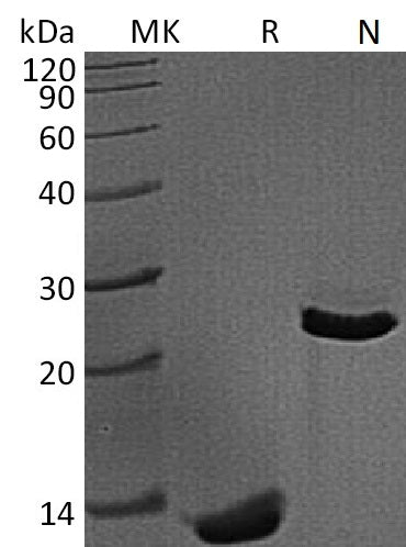 BL-1743NP: Greater than 95% as determined by reducing SDS-PAGE. (QC verified)