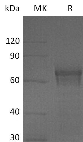 BL-0008NP: Greater than 95% as determined by reducing SDS-PAGE. (QC verified)Recombinant Human IL-15RA Protein (C-Fc)
