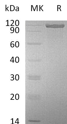 BL-0111NP: Greater than 95% as determined by reducing SDS-PAGE. (QC verified)