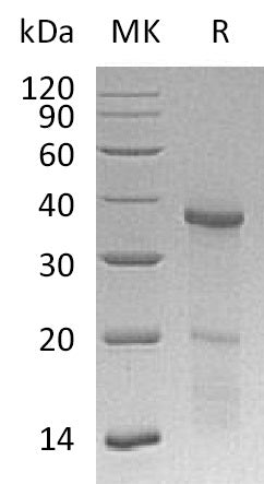 BL-1626NP: Greater than 95% as determined by reducing SDS-PAGE. (QC verified)