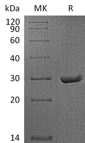 BL-0991NP: Greater than 95% as determined by reducing SDS-PAGE. (QC verified)Recombinant Mouse SAP Protein (C-6His)