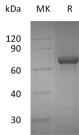 BL-0115NP: Greater than 95% as determined by reducing SDS-PAGE. (QC verified)Recombinant Human OX40 Protein (C-Fc)