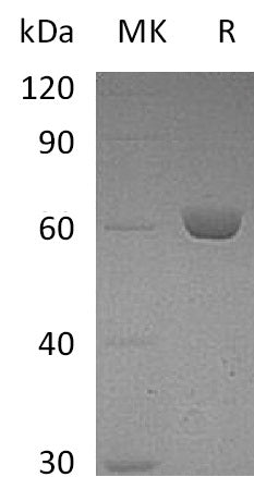 BL-0993NP: Greater than 95% as determined by reducing SDS-PAGE. (QC verified)Recombinant Mouse CES2E Protein (C-6His)