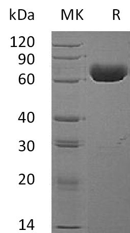BL-1913NP: Greater than 95% as determined by reducing SDS-PAGE. (QC verified)