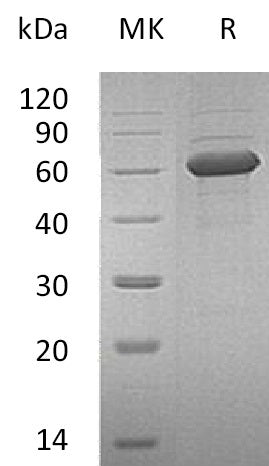 BL-0114NP: Greater than 95% as determined by reducing SDS-PAGE. (QC verified)Recombinant Human NKG2DL Protein (C-Fc)