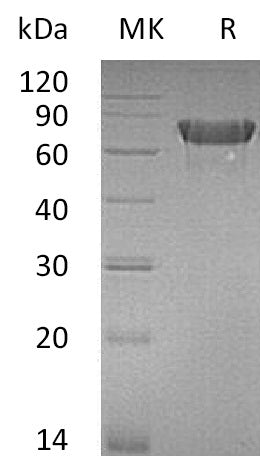 BL-0012NP: Greater than 95% as determined by reducing SDS-PAGE. (QC verified)Recombinant Mouse OX40 Protein (C-Fc)