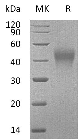 BL-0998NP: Greater than 95% as determined by reducing SDS-PAGE. (QC verified)Recombinant Mouse TIM-3 Protein (C-6His)