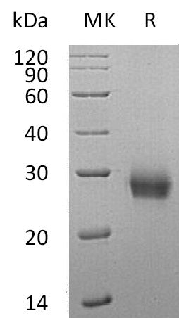 BL-1003NP: Greater than 95% as determined by reducing SDS-PAGE. (QC verified)Recombinant Human RANK Protein (C-6His)