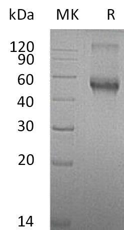 BL-0117NP: Greater than 95% as determined by reducing SDS-PAGE. (QC verified)