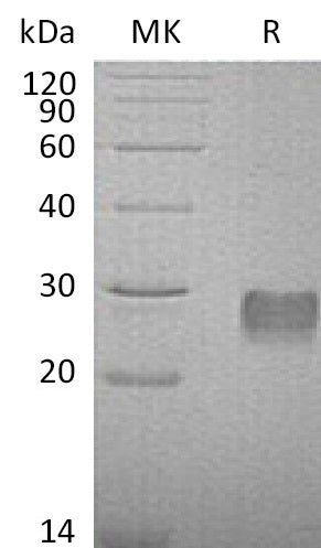 BL-1010NP: Greater than 95% as determined by reducing SDS-PAGE. (QC verified)Recombinant Mouse IGFBP-6 Protein (C-6His)