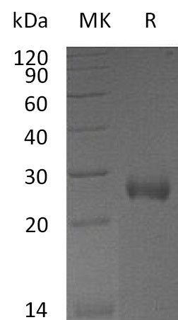 BL-1005NP: Greater than 95% as determined by reducing SDS-PAGE. (QC verified)Recombinant Mouse DAN Protein (C-6His)