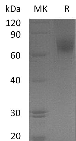 BL-1242NP: Greater than 95% as determined by reducing SDS-PAGE. (QC verified)