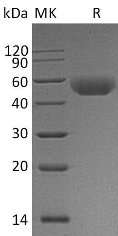 BL-1004NP: Greater than 95% as determined by reducing SDS-PAGE. (QC verified)Recombinant Mouse CD5 Protein (C-6His)