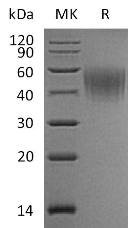 BL-1006NP: Greater than 95% as determined by reducing SDS-PAGE. (QC verified)Recombinant Mouse IL-2RA Protein (C-6His)