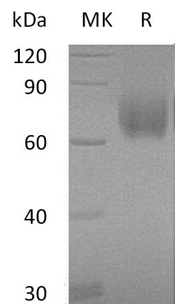 BL-2510NP: Greater than 95% as determined by reducing SDS-PAGE. (QC verified)