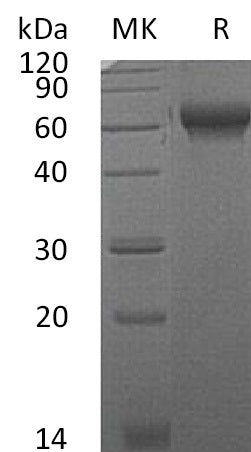 BL-1008NP: Greater than 95% as determined by reducing SDS-PAGE. (QC verified)
