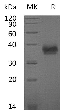 BL-1009NP: Greater than 95% as determined by reducing SDS-PAGE. (QC verified)Recombinant Mouse SLAMF5 Protein (C-6His)