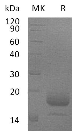 BL-0279NP: Greater than 95% as determined by reducing SDS-PAGE. (QC verified)