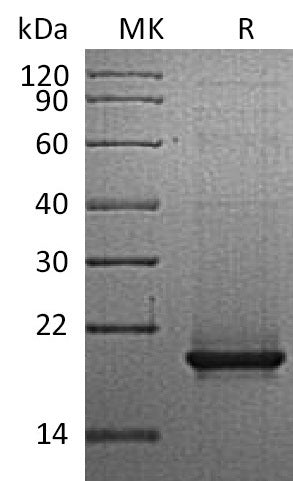 BL-2504NP: Greater than 90% as determined by reducing SDS-PAGE. (QC verified)