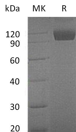 BL-0116NP: Greater than 95% as determined by reducing SDS-PAGE. (QC verified)Recombinant Mouse Dtk Protein (C-Fc)