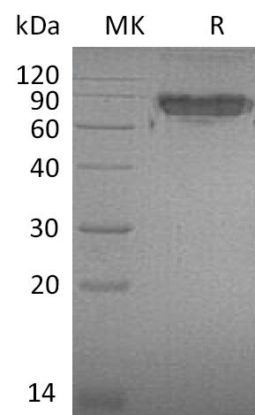 BL-0121NP: Greater than 95% as determined by reducing SDS-PAGE. (QC verified)
