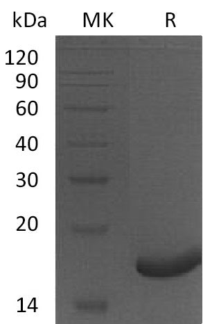 BL-1017NP: Greater than 95% as determined by reducing SDS-PAGE. (QC verified)Recombinant Human PRDX5 Protein (N-6His)