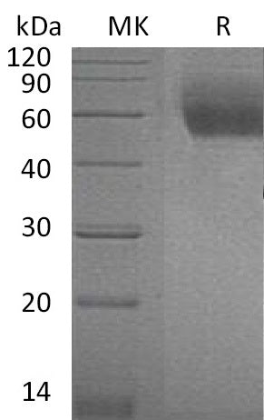 BL-1016NP: Greater than 95% as determined by reducing SDS-PAGE. (QC verified)