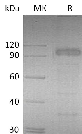 BL-2690NP: Greater than 90% as determined by reducing SDS-PAGE. (QC verified)Recombinant Mouse IL-23R Protein (C-Fc)