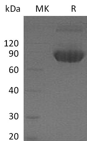 BL-0123NP: Greater than 95% as determined by reducing SDS-PAGE. (QC verified)Recombinant Mouse B7-1 Protein (C-Fc)