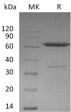BL-0125NP: Greater than 90% as determined by reducing SDS-PAGE. (QC verified)Recombinant Mouse EFNA3 Protein (C-Fc)
