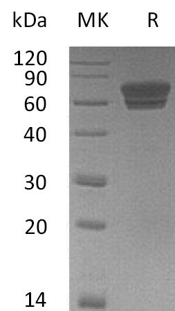 BL-0118NP: Greater than 95% as determined by reducing SDS-PAGE. (QC verified)Recombinant Mouse EDAR Protein (C-Fc)