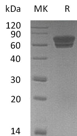 BL-0118NP: Greater than 95% as determined by reducing SDS-PAGE. (QC verified)