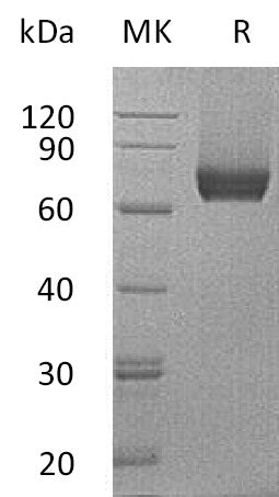 BL-0119NP: Greater than 95% as determined by reducing SDS-PAGE. (QC verified)Recombinant Mouse IL-7RA Protein (C-Fc)