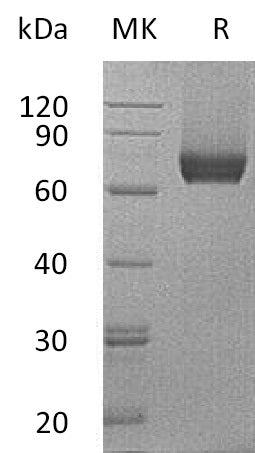BL-0119NP: Greater than 95% as determined by reducing SDS-PAGE. (QC verified)