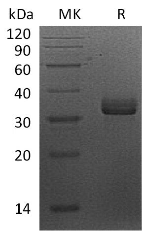 BL-1013NP: Greater than 95% as determined by reducing SDS-PAGE. (QC verified)Recombinant Human STX7 Protein (N-6His)
