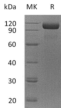 BL-2507NP: Greater than 95% as determined by reducing SDS-PAGE. (QC verified)Recombinant Human EGFR vIII  Protein (C-Fc)