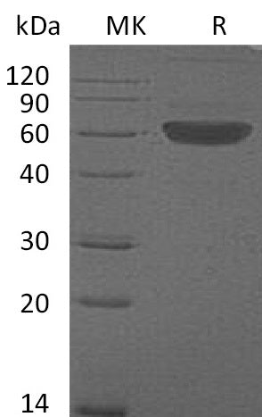 BL-0126NP: Greater than 95% as determined by reducing SDS-PAGE. (QC verified)Recombinant Mouse FLT3LG Protein (C-Fc)