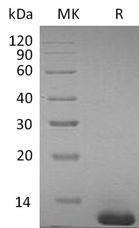 BL-1012NP: Greater than 95% as determined by reducing SDS-PAGE. (QC verified)