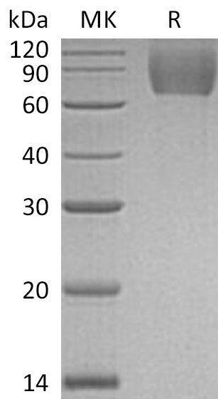 BL-0120NP: Greater than 95% as determined by reducing SDS-PAGE. (QC verified)Recombinant Mouse B7-2 Protein (C-Fc)