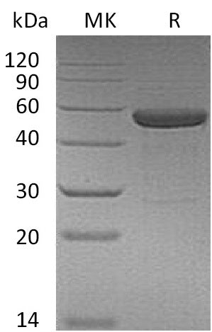 BL-0245NP: Greater than 95% as determined by reducing SDS-PAGE. (QC verified)Recombinant Human IL-15RA&IL-15 Protein (C-Fc)